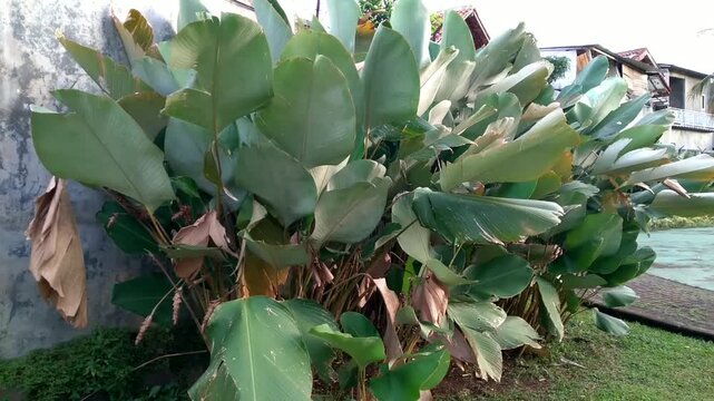 The beauty of Calathea lutea or Banana calathea blowing in the breeze in the park. Also called Meranti sepat pisang, Cuban cigar, Pampano. Natural background