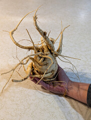 Funny Looking Parsnip