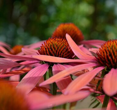 Echinacea the pink flower