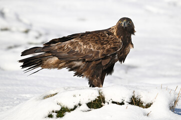 a majestic golden eagle in the snow