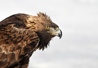 a majestic golden eagle in the snow