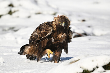 a majestic golden eagle in the snow
