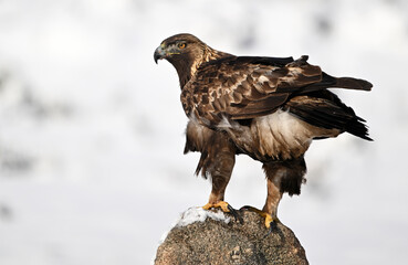 a majestic golden eagle in the snow