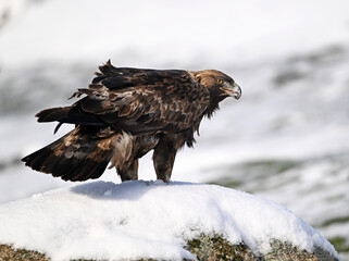 a majestic golden eagle in the snow