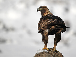 a majestic golden eagle in the snow