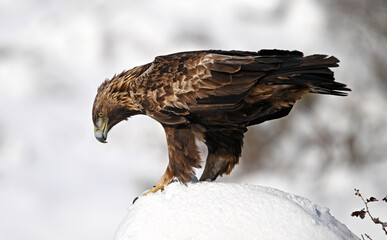 a majestic golden eagle in the snow