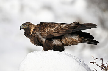 a majestic golden eagle in the snow