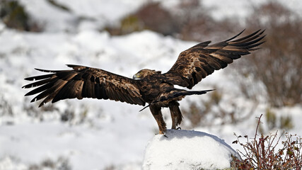 a majestic golden eagle in the snow