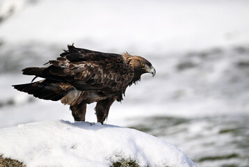 a majestic golden eagle in the snow