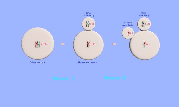 Meiosis in the human egg