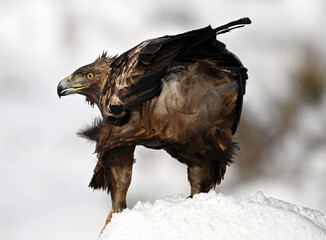 a majestic golden eagle in the snow