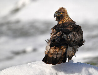 a majestic golden eagle in the snow