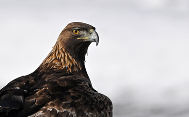 a majestic golden eagle in the snow