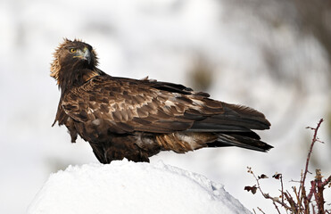 a majestic golden eagle in the snow