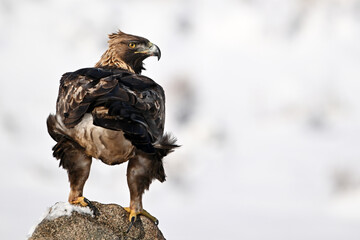 a majestic golden eagle in the snow