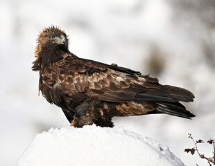 a majestic golden eagle in the snow