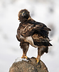 a majestic golden eagle in the snow