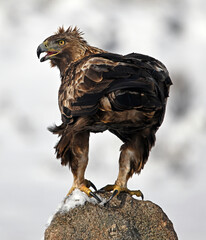 a majestic golden eagle in the snow