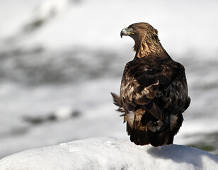 a majestic golden eagle in the snow
