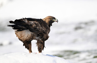 a majestic golden eagle in the snow