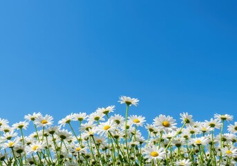 A beautiful bright field of white daisies under a clear, vast blue sky, symbolizing renewal, warmth, and the arrival of spring, bloom, white, idyllic