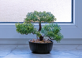 Small evergreen house plant in plastic flower pot