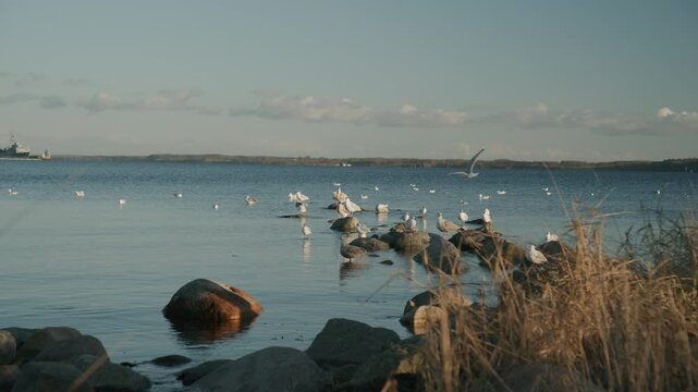 Group of seagulls gathered on rocks along the shoreline. Calm coastal water in the background as one seagull flies into the scene, creating a natural and peaceful seaside moment.