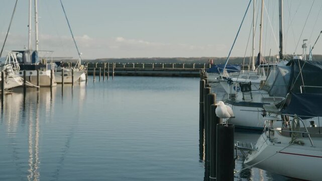 Seagull perched on a wooden post in a marina. Calm water, moored sailboats and soft daylight create a quiet and peaceful harbor atmosphere.