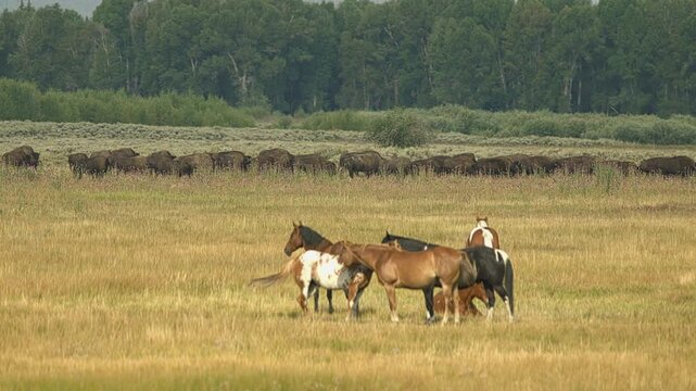 Horses and bison peacefully coexist in a meadow. A herd of bison grazes in the distance near a forest.