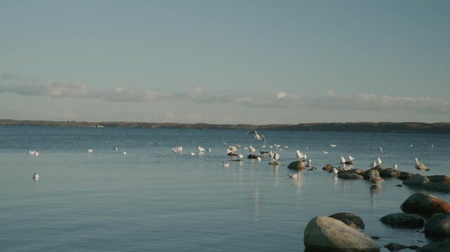 Group of seagulls resting on rocks along the shoreline as one seagull takes off and flies away. Calm coastal water and natural light create a peaceful seaside atmosphere.