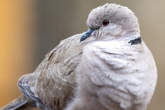 Eurasian Collared-Dove