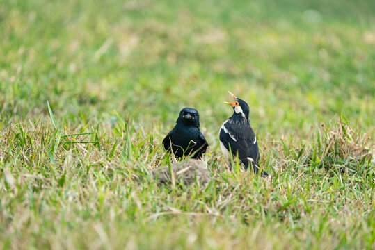 Indian pied Myna and Black Drono making fight in a grassland.
