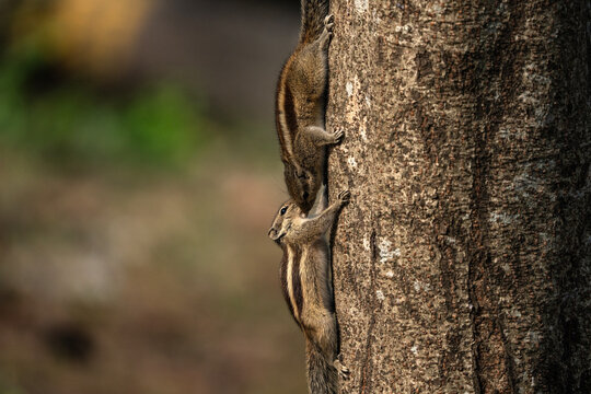 Indian palm squirrels (Funambulus palmarum) in love.