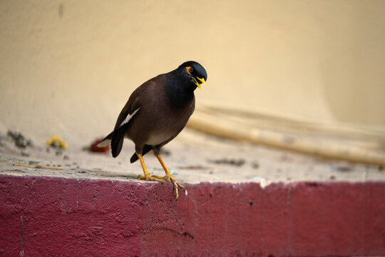  common myna (Acridotheres tristis), also known as an Indian myna. 
