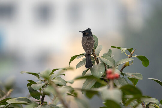 Red-vented Bulbul (Pycnonotus cafer) in its natural habitat.