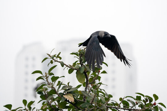 A House Crow (Corvus splendens) in flight above a tree