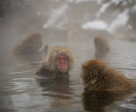 Amongst Friends.  Japanese Macaque.  Jigokundani Monkey Park. (vt)