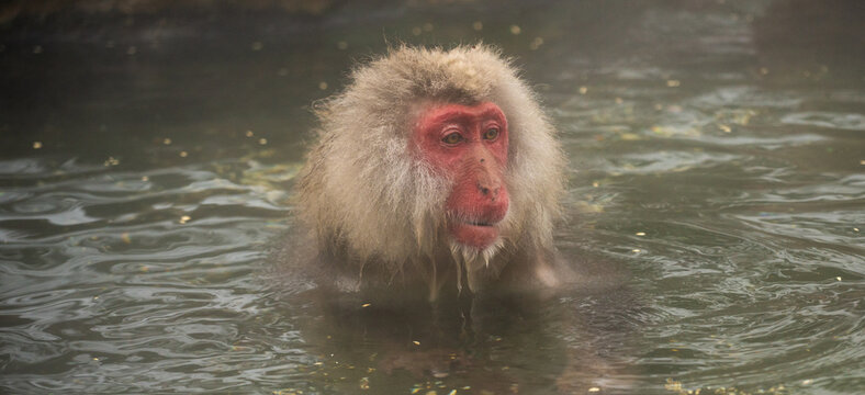 Talking a breather.  Japanese Macaque.  Jigokundani Monkey Park. (vt)