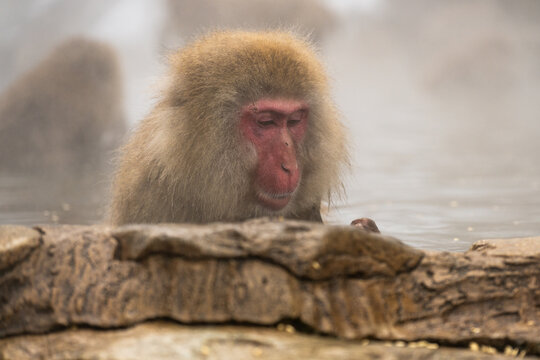 Contemplation.  Japanese Macaque.  Jigokundani Monkey Park. (vt)