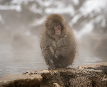 Bundle of Fur.  Japanese Macaque.  Jigokundani Monkey Park. (vt)