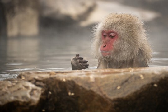 Palm Reader.  Japanese Macaque.  Jigokundani Monkey Park. (vt)