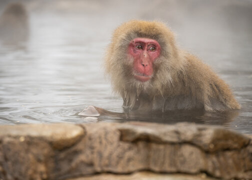 Wisdom.  Japanese Macaque.  Jigokundani Monkey Park. (vt)