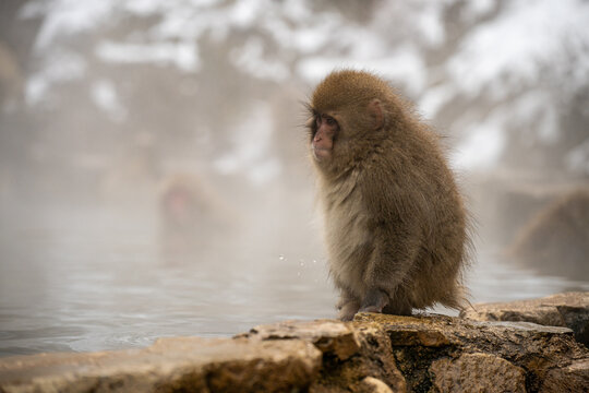 Rejected.  A Japanese Macaque.  Jigokundani Monkey Park. (vt)