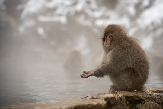 Palm Outstretched.  Japanese Macaque.  Jigokundani Monkey Park. (vt)