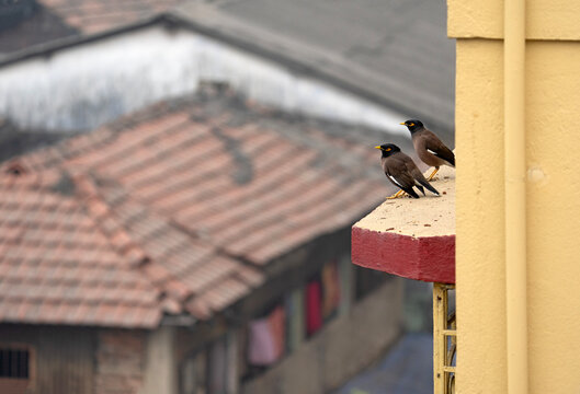 A pair of Common Mynas (Acridotheres tristis) in a cityscape