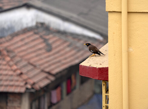 A Common Mynas (Acridotheres tristis) in a cityscape sit beside a roof