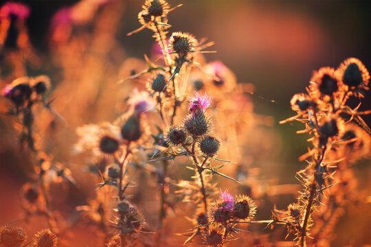 Summer nature field flower sunset
