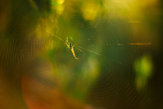 Spider web summer nature