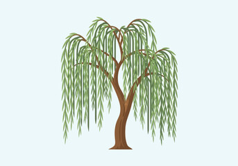Weeping Willow Tree Illustration - A Beautifully Rendered Botanical Artwork