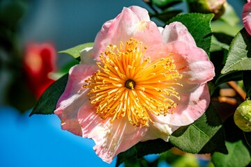 るるパークのツバキ